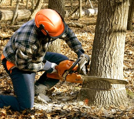 Tree Removal in Francitas, TX